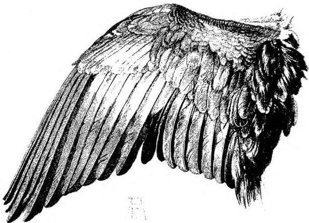 WATERCOLOUR BY A. DÜRER (16th cent.)
