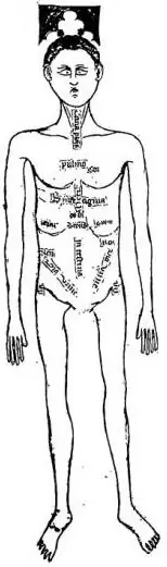ANATOMICAL NOMENCLATURE OF THE HUMAN BODY From the Anothomia designata per figuras by Guido da Vigevano (14th cent.).