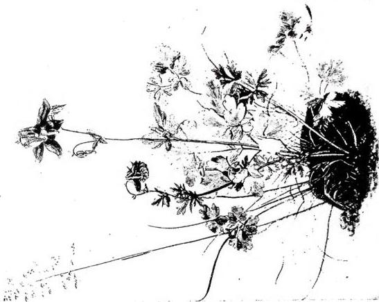 Left: A 14TH-CENTURY HERBAL: Anise, Wormwood, Cashew, Almond. Right: THE COLUMBINE. Watercolour on parchment by A. Dürer (1526).