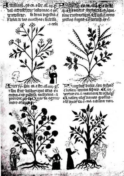 A sinistra: UN ERBOLARIO DEL '300: Anice, Assenzio, Anacardo, Mandorlo. A destra: L'AQUILEGIA. Acquerello su pergamena di A. Dürer (1526).