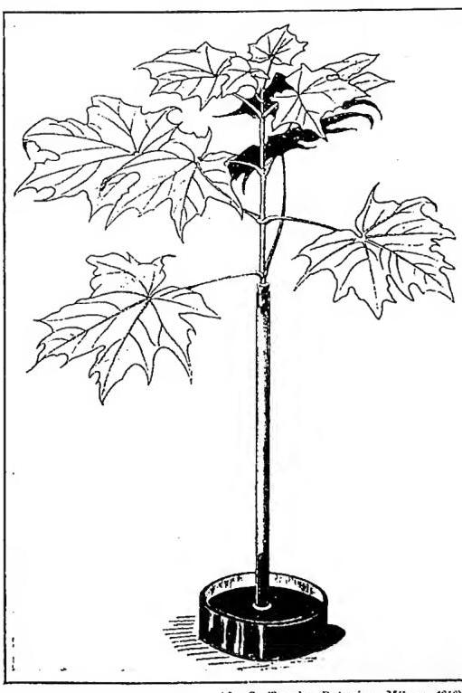 Article illustration