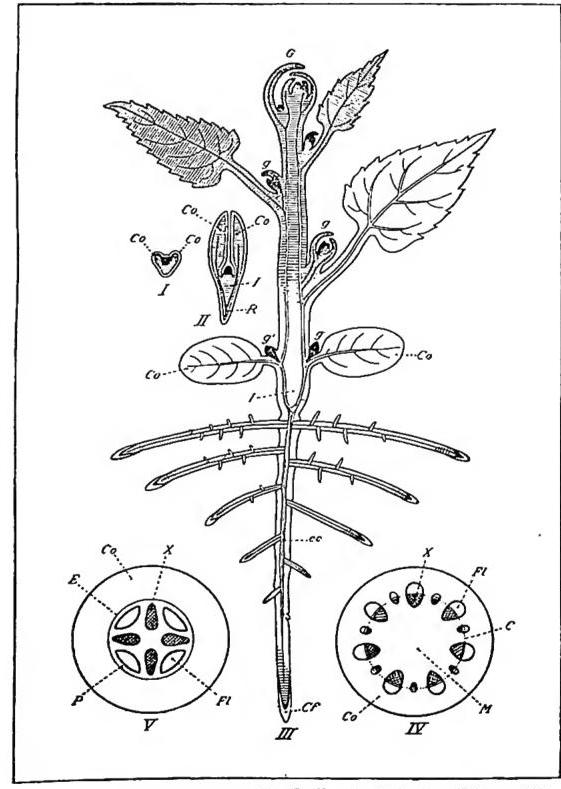 Article illustration