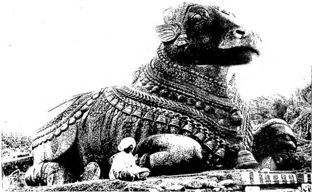 Above: THE SACRED BULL, carved in the rock at Chamundi Hill, Mysore: here until a century ago human sacrifices were offered. The bull is a colossal figure of Naudi, sacred to the God Liva, work of 1659 A.D.