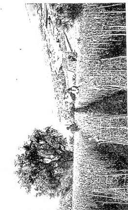 Above left: PANORAMA OF LOVERE - Lombardy. Above right: CARNATION CULTIVATIONS AT POGGIO - S. Remo.