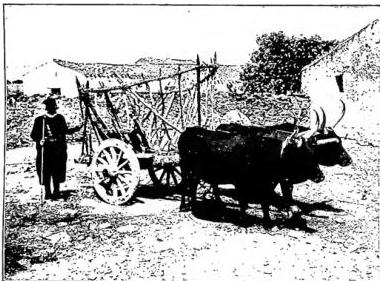 ITALY - Cart for transporting grain - Tratalias (Sardinia).