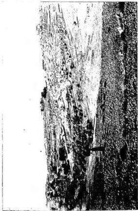 Plate XLIII