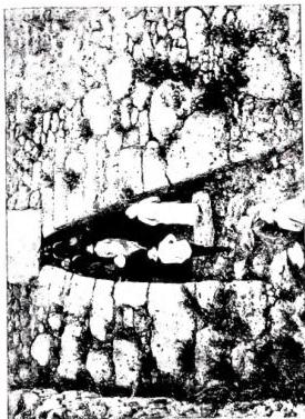 Plate XLVII