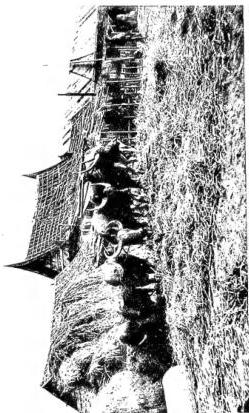 Above left: THAI WOMAN AT WORK in fields where rice and teak are cultivated consecutively - Thailand. Above right: THRESHING RICE WITH BUFFALOES - Thailand. Below left: FISHING EQUIPMENT - Thailand. Below right: BOATS LOADED WITH RICE for milling - Thailand.